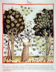 Nova 2644 fol.5r Trauben ernten, Tacuinum Sanitatis